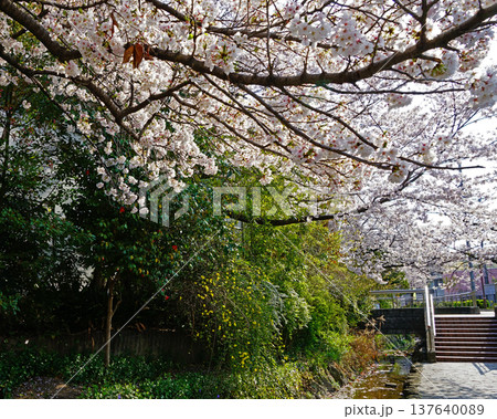 玉串川　桜　大阪 137640089