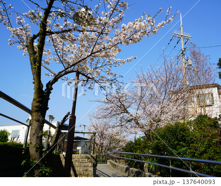 玉串川　桜　大阪 137640093