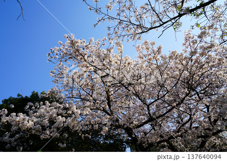玉串川　桜　大阪 137640094
