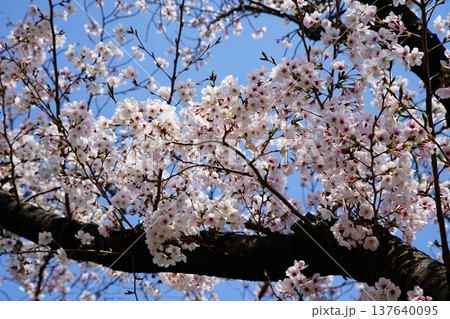 玉串川　桜　大阪 137640095
