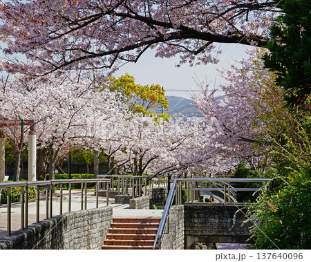 玉串川　桜　大阪 137640096
