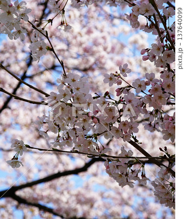 玉串川 桜 大阪 玉串川 桜 大阪 137640099