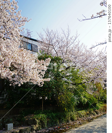 玉串川 桜 大阪 玉串川 桜 大阪 137640100