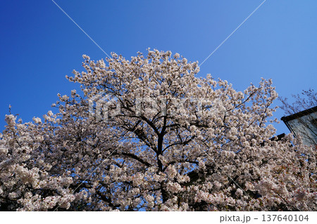 玉串川 桜 大阪 玉串川 桜 大阪 137640104