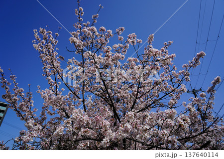 玉串川 桜 大阪 玉串川 桜 大阪 137640114