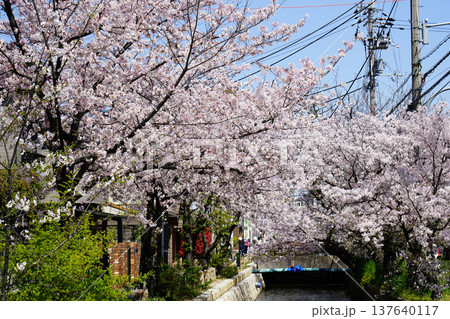 玉串川　桜　大阪 137640117