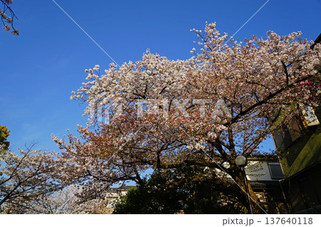 玉串川　桜　大阪 137640118
