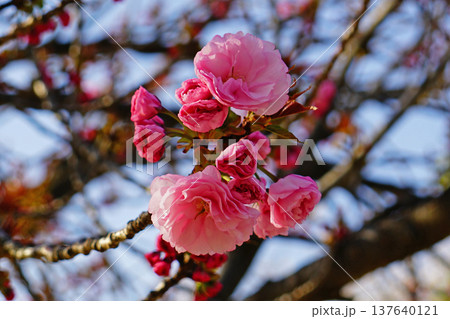 玉串川　桜　大阪 137640121