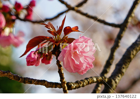 玉串川　桜　大阪 137640122