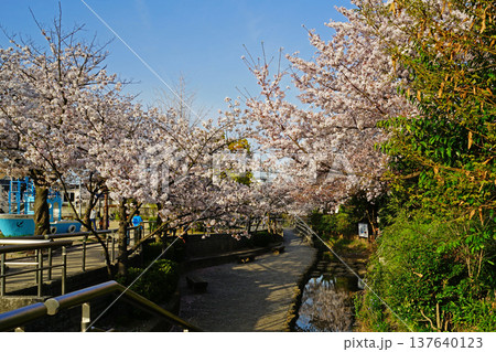 玉串川　桜　大阪 137640123