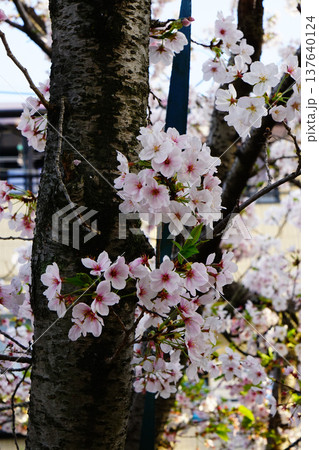 玉串川　桜　大阪 137640124