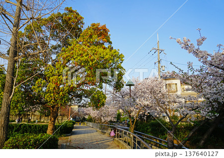 玉串川　桜　大阪 137640127