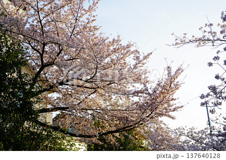 玉串川　桜　大阪 137640128