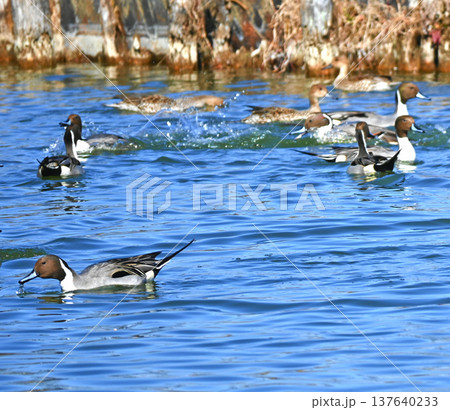 水辺でくつろぐオナガガモの群れ 水辺でくつろぐオナガガモの群れ 137640233