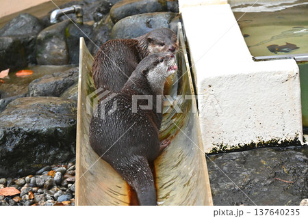 スライダーに隠れる2匹のコツメカワウソ 137640235