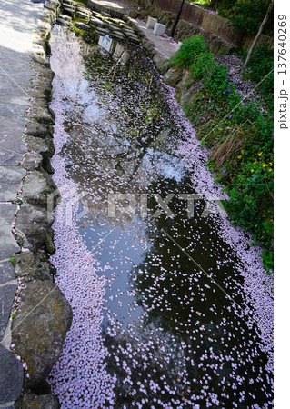 花いかだ　桜　大阪 137640269