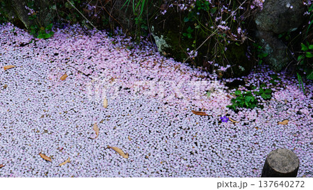 花いかだ　桜　大阪 137640272
