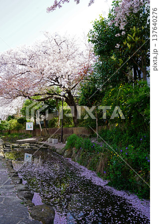 花いかだ　桜　大阪 137640276
