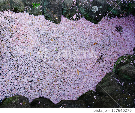 花いかだ 桜 大阪 花いかだ 桜 大阪 137640279
