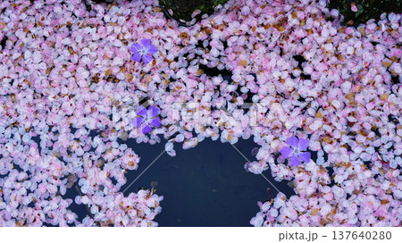 花いかだ　桜　大阪 137640280