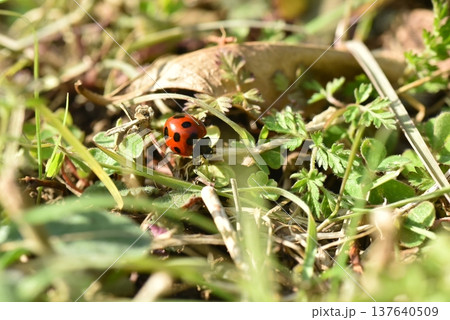 ナナホシテントウ虫　鎌倉中央公園 137640509