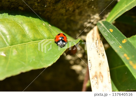 ナナホシテントウ虫　鎌倉中央公園 137640516