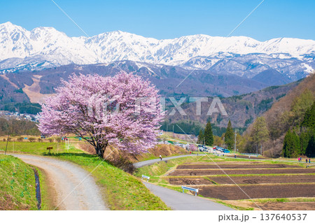 野平の一本桜 137640537