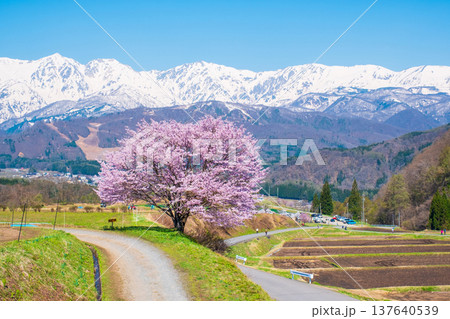 野平の一本桜 137640539