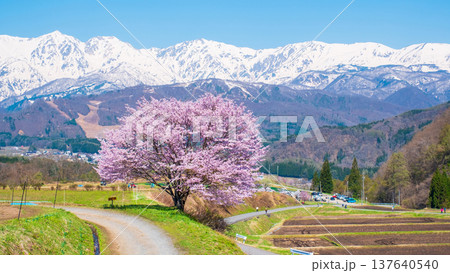 野平の一本桜 137640540
