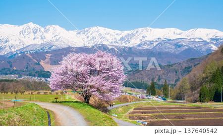 野平の一本桜 野平の一本桜 137640542