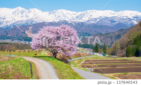 野平の一本桜 野平の一本桜 137640543