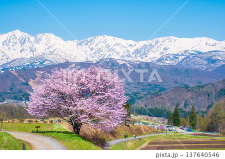 野平の一本桜 137640546