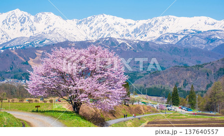 野平の一本桜 137640557