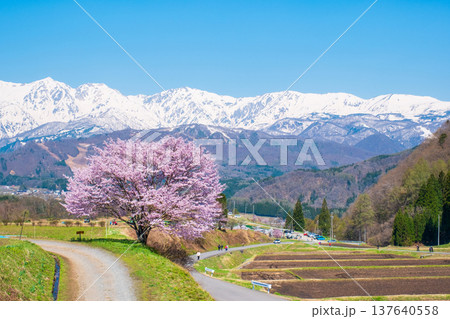 野平の一本桜 野平の一本桜 137640558