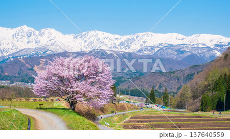 野平の一本桜 野平の一本桜 137640559