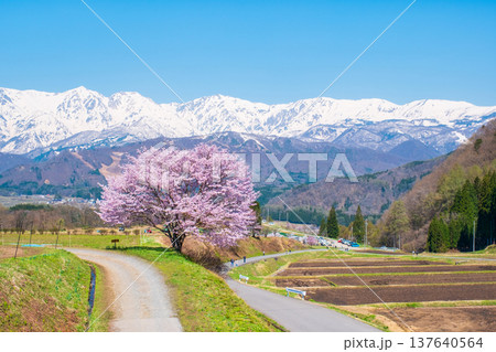野平の一本桜 137640564