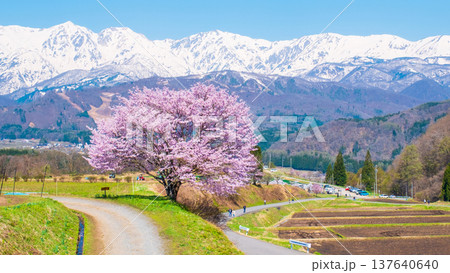 野平の一本桜 野平の一本桜 137640640