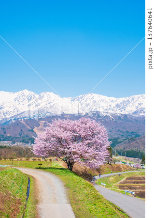 野平の一本桜 137640641