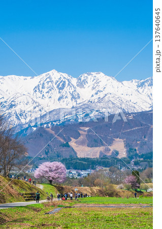 野平の一本桜と北アルプスの風景 137640645