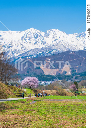 野平の一本桜と北アルプスの風景 野平の一本桜と北アルプスの風景 137640646
