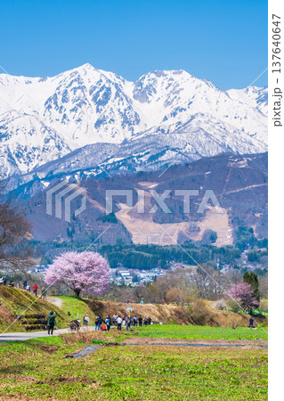 野平の一本桜と北アルプスの風景 137640647