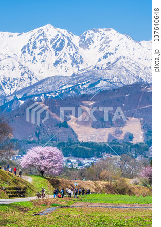 野平の一本桜と北アルプスの風景 野平の一本桜と北アルプスの風景 137640648