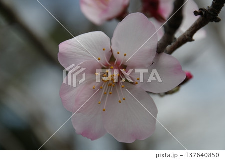 春の陽光を浴びる桜 137640850