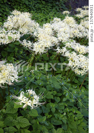 秋9月野に咲く白いヒガンバナの花の群生 137640931