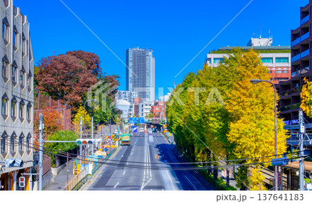 秋の東京・明治通り 学習院下 137641183