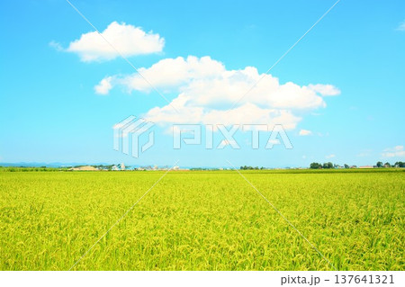 夏の田園風景 137641321