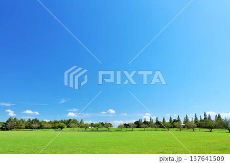 爽やかな夏の青空 新緑の公園風景 爽やかな夏の青空 新緑の公園風景 137641509
