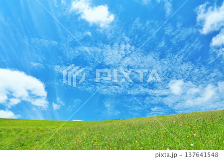 爽やかな夏の青空と新緑の草原風景 爽やかな夏の青空と新緑の草原風景 137641548