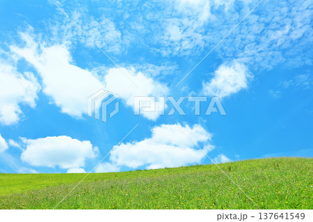 爽やかな夏の青空と新緑の草原風景 137641549