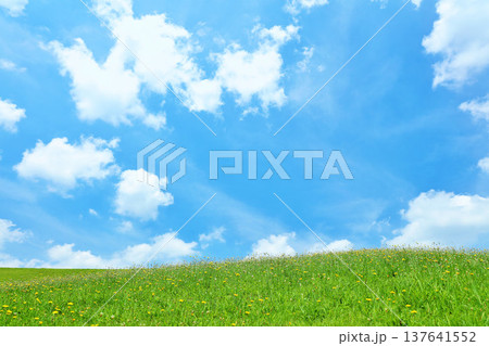 爽やかな夏の青空と新緑の草原風景 137641552